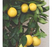 Thompson & Morgan Thompson & Morgan Citrus Meyer Lemon 18cm Potted Plant x 2