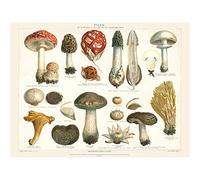 Meyers Fungus Mushrooms Large Canvas Wall Art Print