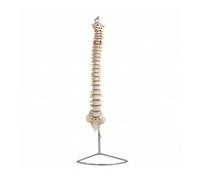 MFMEXUL Spine Display Human Spinal Column Model Skeleton Model Teaching Aid With Detailed Nerve Roots And Colored Sections For Teacher Use Student Learning Patient Explanation