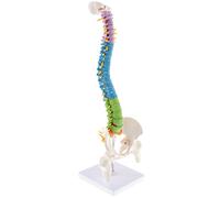 MFMEXUL Spine Statue Educational Model Vertebrae Carotid Artery Spinal Structure PVC Function Learning Suitable for Teaching shown