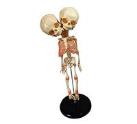 MFMEXUL Spine Statue Educational Model Vertebrae Carotid Artery Spinal Structure PVC Function Learning Suitable for Teaching, Multicolor