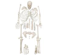 MiBoce Disarticulated Full Skeleton, PVC Detachable Skeleton, Real Human Size, Simulate Real Details, with Skull, Spine, Bones, Articulated Hand & Foot, for Anatomy Medical Learning