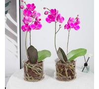 MIBUNG 2Pcs Orchid Pots with Holes and Tray, Transparent Glass Planter for Orchids with Drainage Hole&Saucer, Orchid Planter for Repotting, Pots for Indoor Flower Plants(5.8inch)