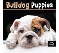 MICASA Bulldog Puppies 2026 Wall Calendar 12 Month | 12" x 24" Open | Thick & Sturdy Paper | Giftable | Calendar 2026