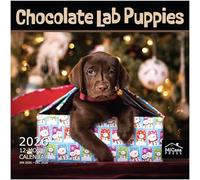 MICASA Chocolate Lab Puppies 2026 Wall Calendar 12 Month | 12" x 24" Open | Thick & Sturdy Paper | Giftable | Calendar 2026