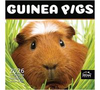 MICASA Guinea Pigs 2026 Wall Calendar 12 Month | 12" x 24" Open | Thick & Sturdy Paper | Giftable | Calendar 2026