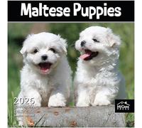 MICASA Maltese Puppies 2026 Wall Calendar 12 Month | 12" x 24" Open | Thick & Sturdy Paper | Giftable | Calendar 2026