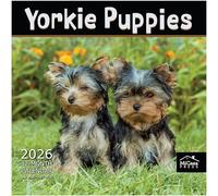 MICASA Yorkie Puppies Yorkshire Terriers 2026 Wall Calendar 12 Month | 12" x 24" Open | Thick & Sturdy Paper | Giftable | Calendar 2026