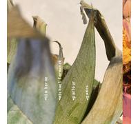 Michael Formanek Tim Berne Parlour Games (CD) (US IMPORT)