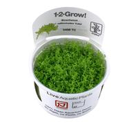 (Micranthemum callitrichoides Cuba Advanced Foreground) Tropica Foreground Live Aquarium Plants Aquascape Tissue Culture Tank