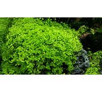 Micranthemum"Monte Carlo" - 1 Bunch - Live aquarium plant