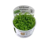 Micranthemum 'Monte Carlo' Tropica 1-2-Grow In Vitro Aquarium Plant Shrimp Safe