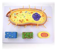 Microbial Bacterial Structural Amplification Model, Biological Cell Anatomical Model, Medical Nucleus Chromosome Flagellum Models, High School Biology Teaching Experimental Equipment