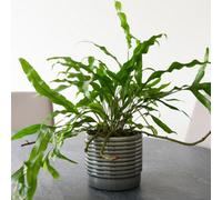 Microsorum Diversifolium - Australian Fan Fern - Trailing Houseplant - Easy Care - 12Cm Pot - Thompson & Morgan