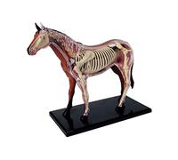 Micvtve Animal Organ Anatomy Model 4D Horse Intelligence Assembling Toy Teaching Anatomy Model DIY Appliances
