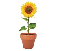 MidOcean Sunflower Terracotta Seed Plant Pot in Cream MidOcean Cream