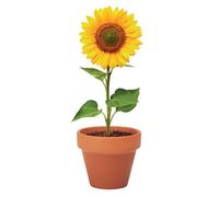 Midocean Sunflower Terracotta Seed Plant Pot Wood (5Cm X 6Cm X 5.5Cm)