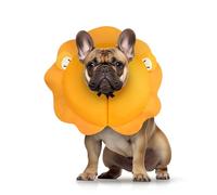 MIDOG Dog Cone Collar for Large Medium Dogs, Soft Inflatable Dog Cone Alternative After Surgery, Adjustable Protective Recovery Cone - Alternative E Collar Does Not Block Vision (Lion,M+)