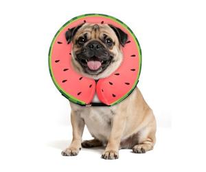 MIDOG Dog Cone, MD-102B-Watermelon-M-fffffxxxx