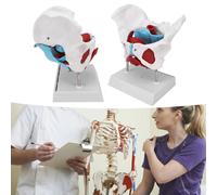 Midwifery Teaching Pelvic Floor Anatomy Model Removable & Colored Female Pelvis