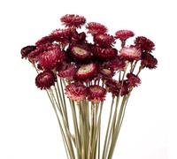 MIHUAGE Dried Flower 40PCS Daisy Bouquet 100% Natural Chrysanthemum Dry Flower for Vase Home décor Party DIY Arrangement Wheat Straw Bulk (Burgundy)