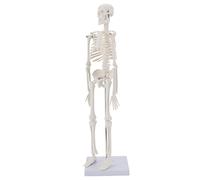 MIIRR Human Skeleton Anatomical Model, 17'' Mini Size Medical Skeleton Model with Movable Arms and Legs, Easy to Carry and Display for Anyone Study and Teaching