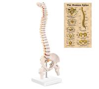 MIIRR Mini Spine Anatomy Model, Human Spine Model with Spinal Disc Pelvis Model Perfect for Learning and Teaching(1/2 Life Size)