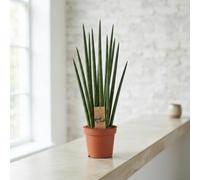 Mikado Sansevieria - 14Cm Pot, 55Cm High