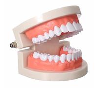 Mike-Dental ABS Tooth Model Tooth Veneered Practice Dental Teaching Learning