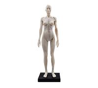 Mike Dental Female Human Anatomical Model Art Anatomical Figure Female ModelWhite 11 Inch