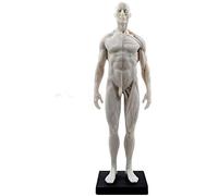 Mike Dental Male Human Anatomical Model Art Anatomical Figure White 11 Inch