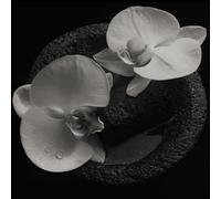 Mike Patton and Jean-Claude Vannier Corpse Flower LP Vinyl IPC211LP NEW