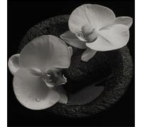 Mike Patton & Jean-Claude Vannier - Corpse Flower