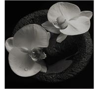 Mike Patton and Jean-Claude Vannier Corpse Flower LP Vinyl IPC211LP NEW