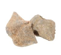 Mikikit 2pcs Natural Ancient Shell Specimens 2-3.5cm Marine Shell Models for Teaching and Home Decor Educational Geological Collection