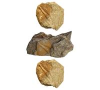 Mikikit 3pcs Trilobite Tail Ancient Specimens Kit Real Paleontology Teaching Samples for Student Science Education Desktop Ornament Collection