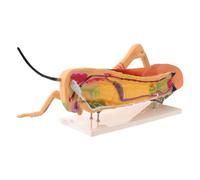 Mikikit Grasshopper Demonstrations Teaching for Hands-on Parts and Detachable for Morphology Model Pvc Insect External Structure Accurate Entomology Classes Biology Labs