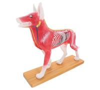 Mikikit Professional Canine Acupuncture Model with Anatomical Dog Body and Muscle Structure, Veterinary Teaching Tool for Student Training and Animal Acupoint Study in Science Education