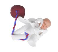 Mikikit Realistic Childbirth Simulator Pelvis Model with Fetus for Midwifery Training and Prenatal Education Anatomical Female Pelvic Teaching Tool for Medical Schools and Pregnancy