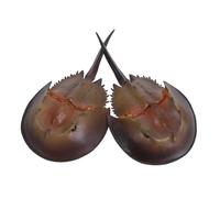 Mikinona 2pcs Plastic Horseshoe Crab Realistic Animal Figurines for Ocean Sea Creatures Playset Safe Non-toxic Lightweight Decor Collection