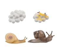 Mikinona 4Pcs Snail Life Cycle Educational for Realistic Growth Stage Figurines Creative Learning Playthings for Boys and Home and Classroom Decoration