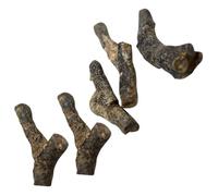 Mikinona 5pcs Ordovician Stromatoporoid Specimen Set with Foraminifera Association Ancient Marine Model Decor Educational Science Teaching Collection