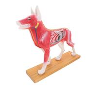 Mikinona Canine Acupuncture Model with Bright Color Coding for Veterinary Students Detailed Dog Body Acupoint Anatomy Teaching Aid for Acupuncture Training and Laboratory Practice