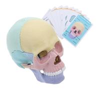 Mikinona Detachable Colored Human Skull Model for Medical Science Study Exploded Skull Anatomy Teaching Tool Vivid Cranial Skeleton for Interactive Learning and Research