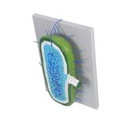 Mikinona Enlarged Animal Cell Model with Detailed Nucleus and Organelles Anatomy Teaching Kit for Classroom Demonstrations Interactive Biology Educational Science for School and Home Study