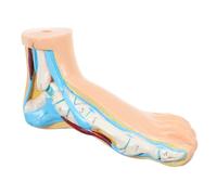 Mikinona Foot Anatomy Model for Teaching Realistic Vinyl Human Foot Skeletal Structure Medical Educational Tool for Students and Professionals and Joint Display