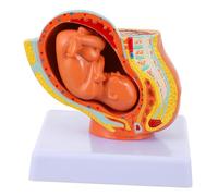 Mikinona Full-term Female Uterus Embryo Model for Teaching and Learning Realistic Pregnancy Development Visual Aid Educational Pelvic Anatomy Tool for Students and Medical Training