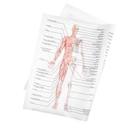 Mikinona Human Dissection Anatomy Poster Muscle Skeleton Chart for School Classroom Laboratory Educational Wall Art Silk Cloth Print