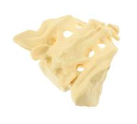 Mikinona Human Sacrum Anatomy Model Medical Training Skeleton with Smooth Surface Material for Doctor Nurse Student Practice and Display