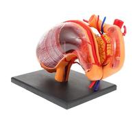 Mikinona Human Stomach Anatomical Model Portable Lightweight Teaching Supply for School Educational Demonstration Biological Stomach Structure Aid for Student Learning